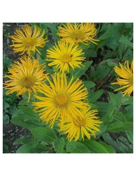 Graine Inula orientalis (Aunée orientale)