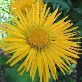 Graine Inula orientalis (Aunée orientale)