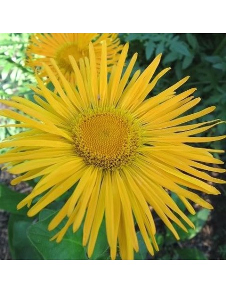Graine Inula orientalis (Aunée orientale)