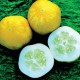 Graine Concombre citron