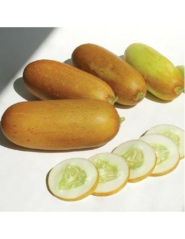 Graine Concombre Poona Kherra