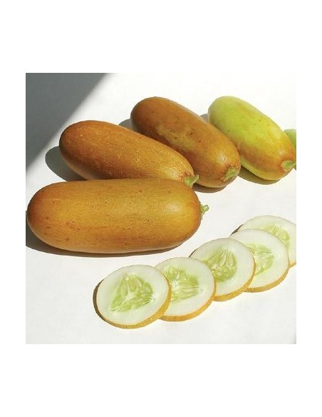 Graine Concombre Poona Kherra