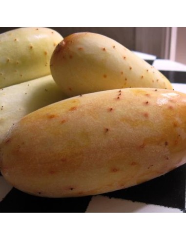 Graine Concombre Poona Kherra