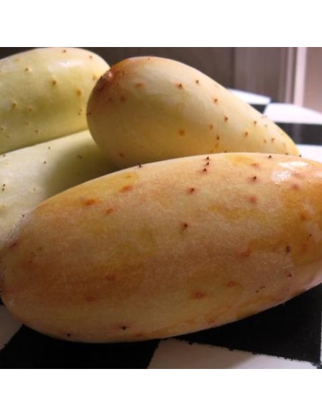 Graine Concombre Poona Kherra