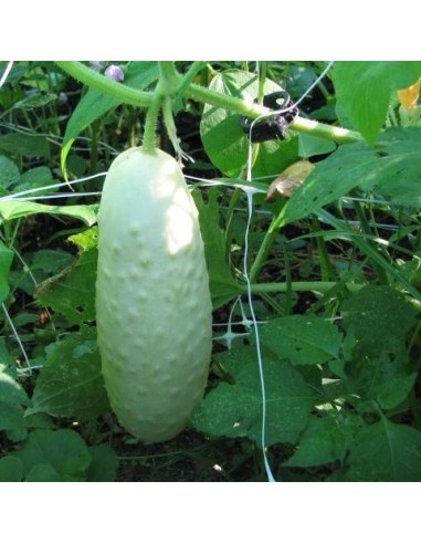 Graine Concombre blanc White Wonder