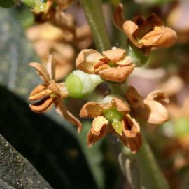 graines Olivier olea europaea