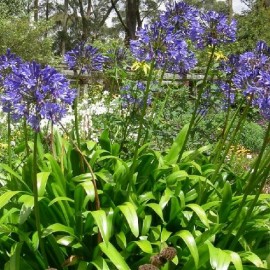 Agapanthus africanus Blue Umbrella (Agapanthe)