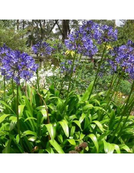 Agapanthus africanus Blue Umbrella (Agapanthe)