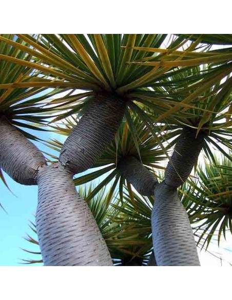 Graines Dragonnier des Canaries (Dracaena draco)