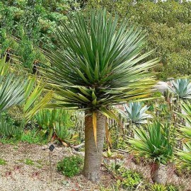 Graines Dragonnier des Canaries (Dracaena draco)