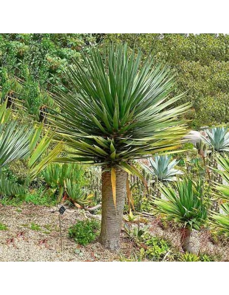 Graines Dragonnier des Canaries (Dracaena draco)