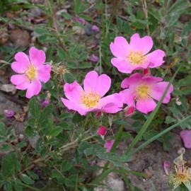 Graines Rosa arkansana (Rosier de l'Arkansas)