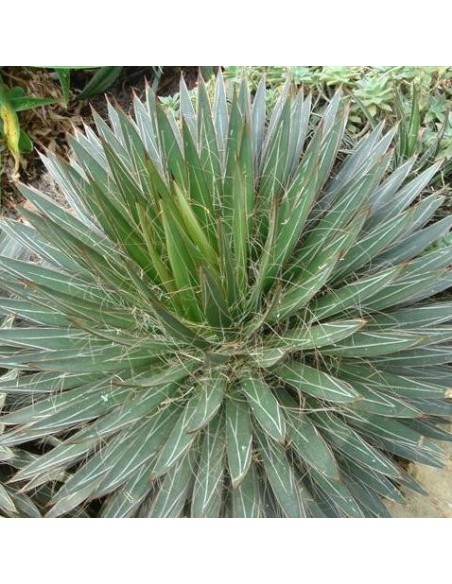 Graines Agave filifera  (Agave poilue)