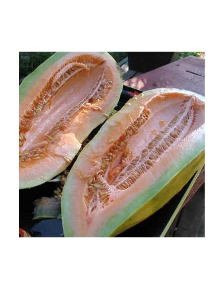 Graines Melon  Banana