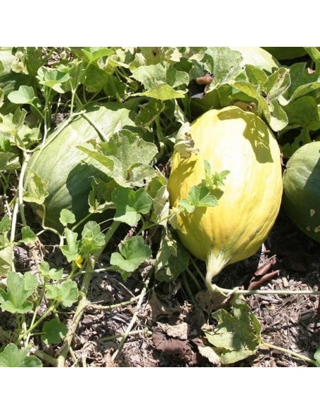 Graines Melon Banana (Melon banane)