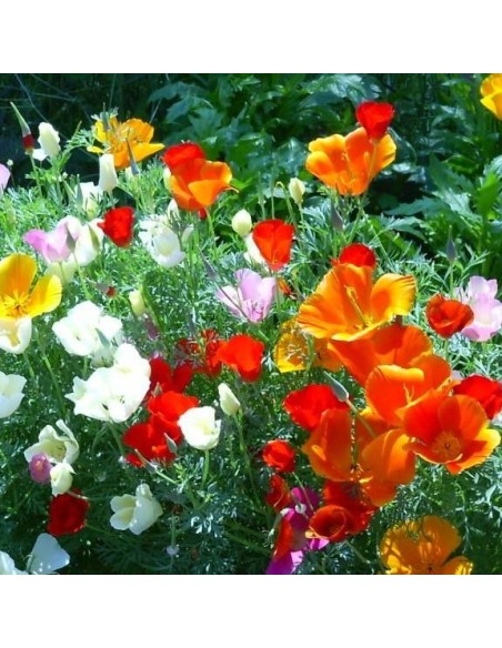 Graines Eschscholzia california MIX (Pavot de Californie)