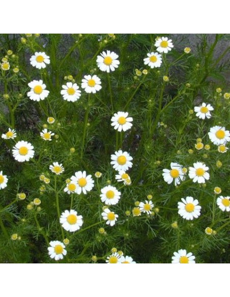 Graines Anthemis nobilis (Camomille romaine)