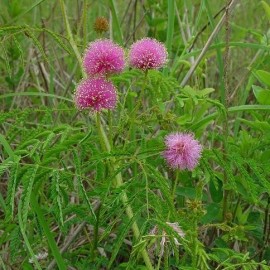 Schrankia uncinata (Plante sensitive)