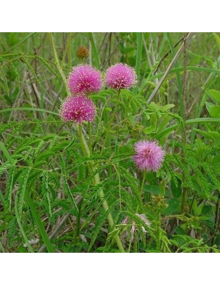 Graine Schrankia uncinata (Plante sensitive)