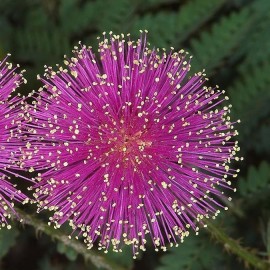 Graine Schrankia uncinata (Plante sensitive)