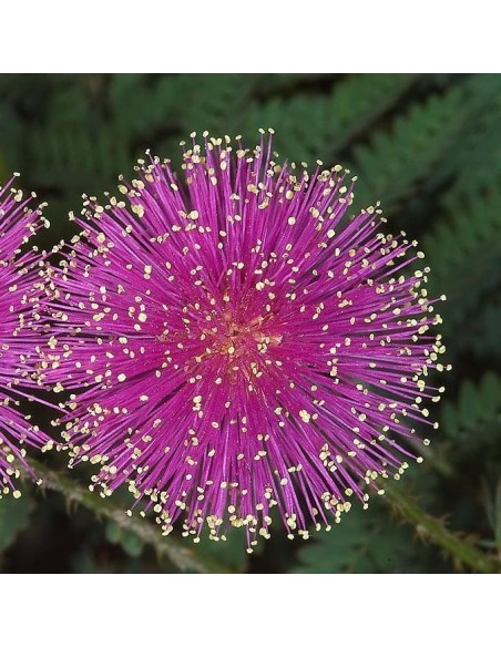Graine Schrankia uncinata (Plante sensitive)