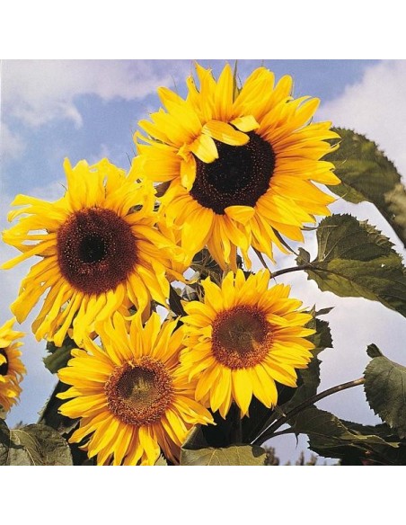 Helianthus annuus Giant Russian (Tournesol géant)
