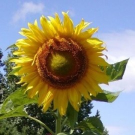Helianthus annuus Giant Russian (Tournesol géant)