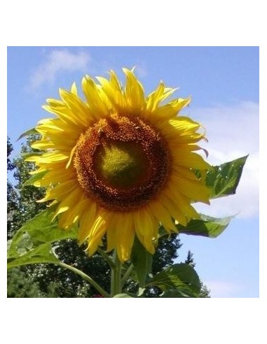 Helianthus annuus Russian Giant (Tournesol géant)