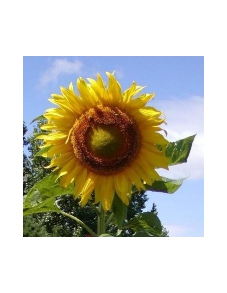 Helianthus annuus Russian Giant (Tournesol géant)