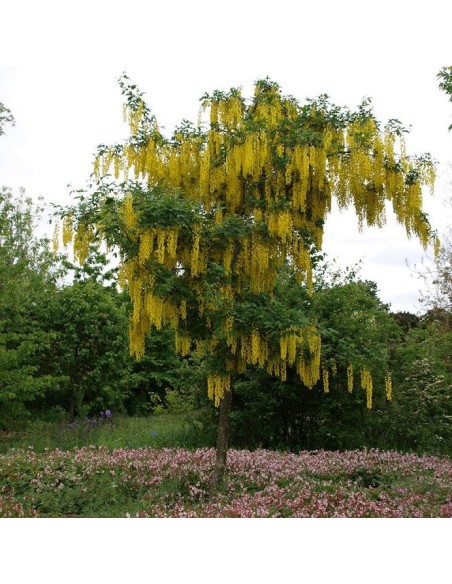 Graines Laburnum anagyroides (Cytise commun)