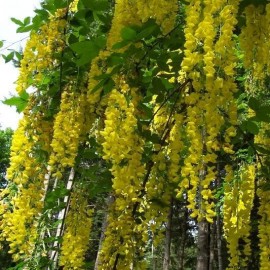 Graines Laburnum anagyroides (Cytise commun)