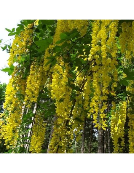 Graines Laburnum anagyroides (Cytise commun)