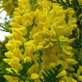 Graines Laburnum anagyroides (Cytise commun)
