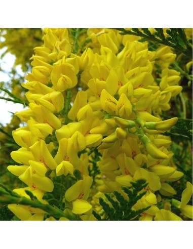 Graines Laburnum anagyroides (Cytise commun)