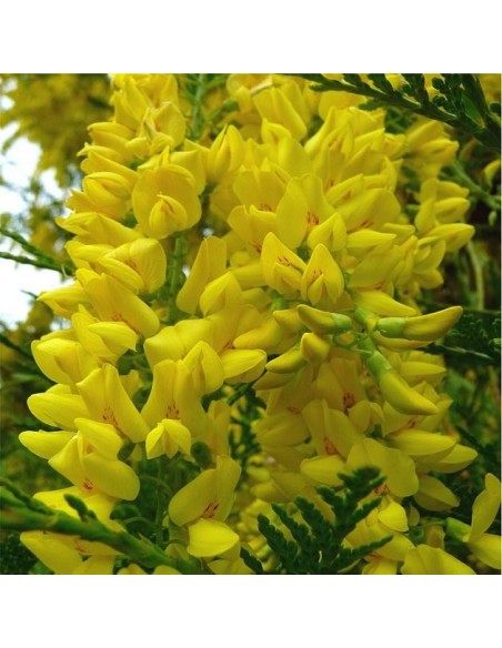 Graines Laburnum anagyroides (Cytise commun)