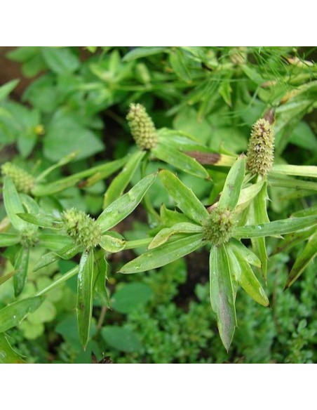 Graines Coriandre chinoise (ngo gai)