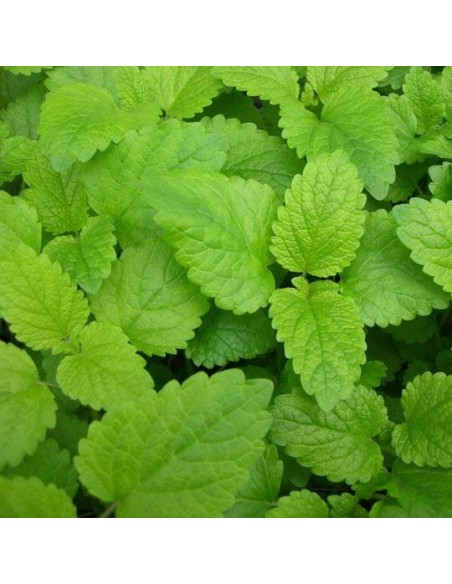 Graines Mélisse officinale (Mélisse citronnelle)