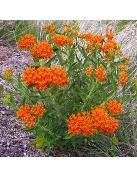 Graines Asclepias tuberosa