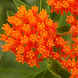 Graines Asclepias tuberosa