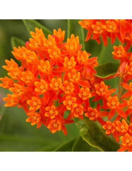 Graines Asclepias tuberosa