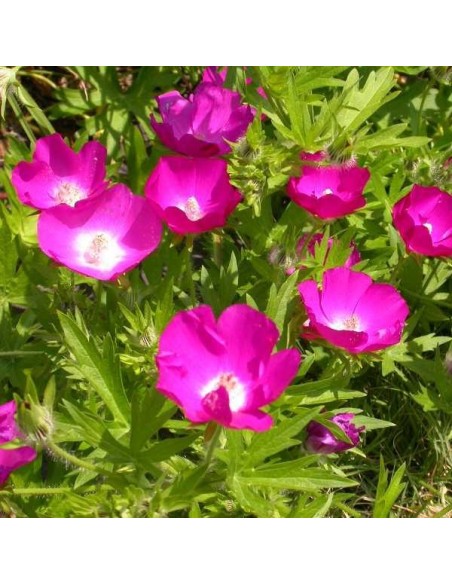 Graines Callirhoe involucrata