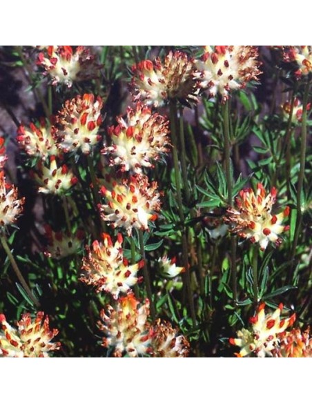 Anthyllis vulneraria