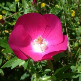 Graines Callirhoe involucrata