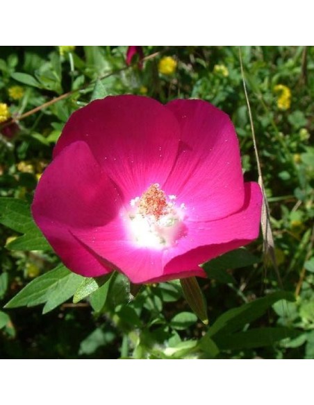 Graines Callirhoe involucrata
