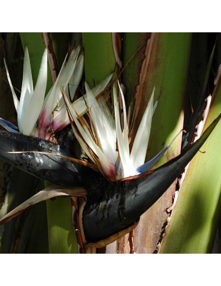 Graines Strelitzia nicolai (Oiseau de Paradis blanc)