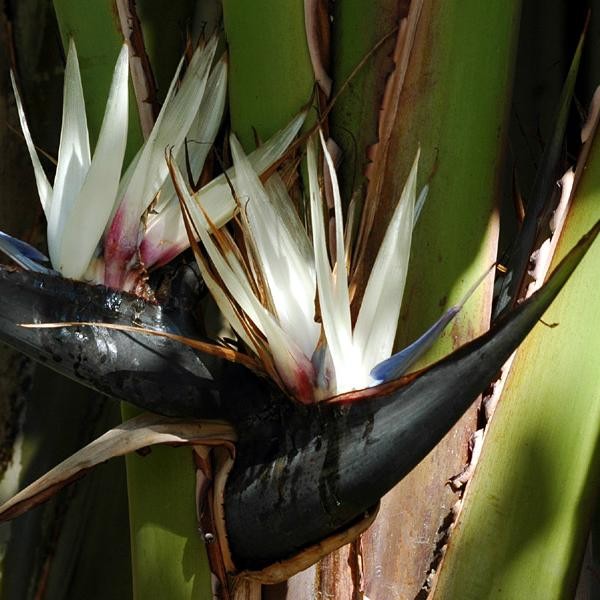 Graines Strelitzia nicolai (Oiseau de Paradis blanc). Graines de fleurs  exotiques et tropicales