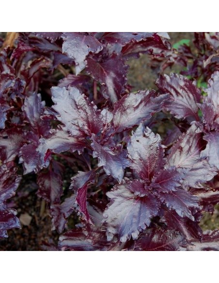 Graines Basilic pourpre