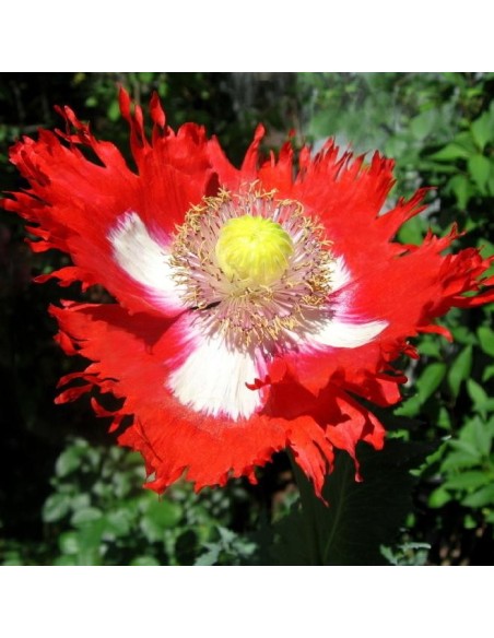 Graines Papaver somniferum 'Danish Flag' (Pavot à opium)