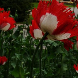 Graines Papaver somniferum 'Danish Flag' (Pavot à opium)