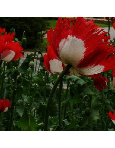 Graines Papaver somniferum  var. 'Danish Flag' (Pavot à opium)